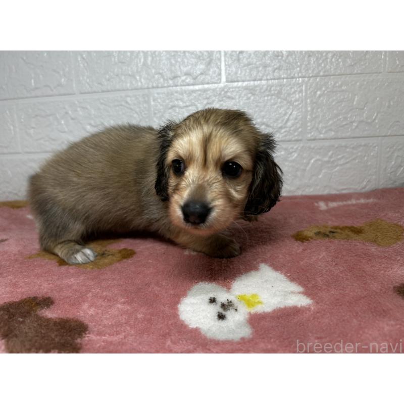 販売中の埼玉県のミニチュアダックスフンド(ロングヘアード)-434733の2枚目