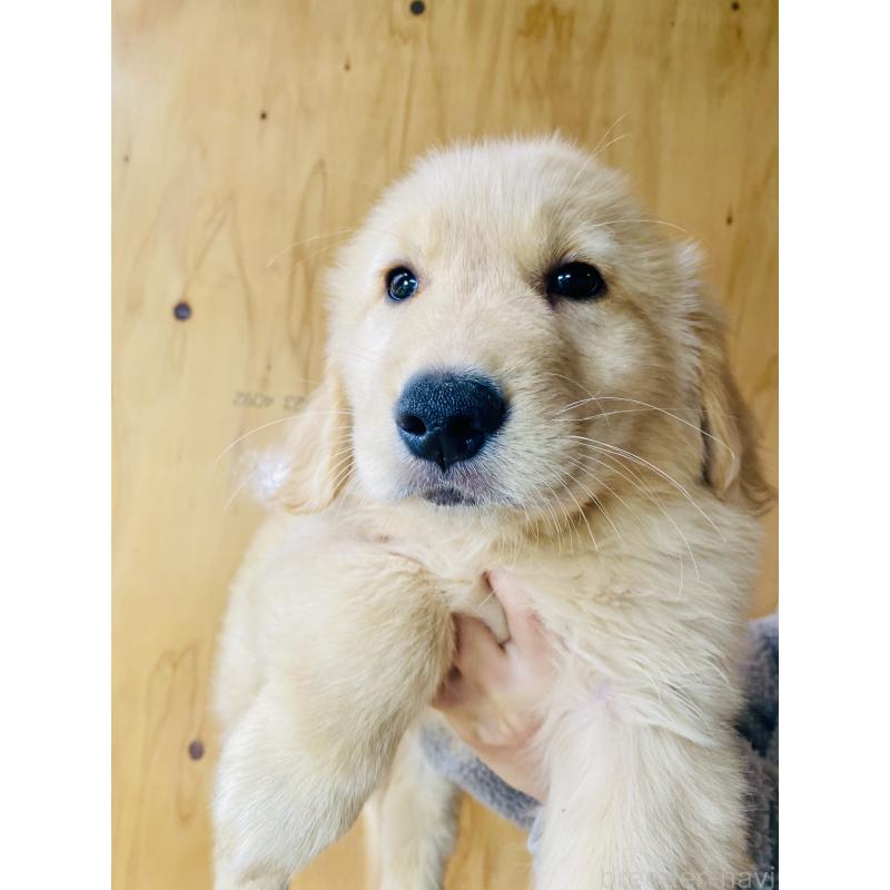 販売中の静岡県のゴールデンレトリーバー-434732の3枚目