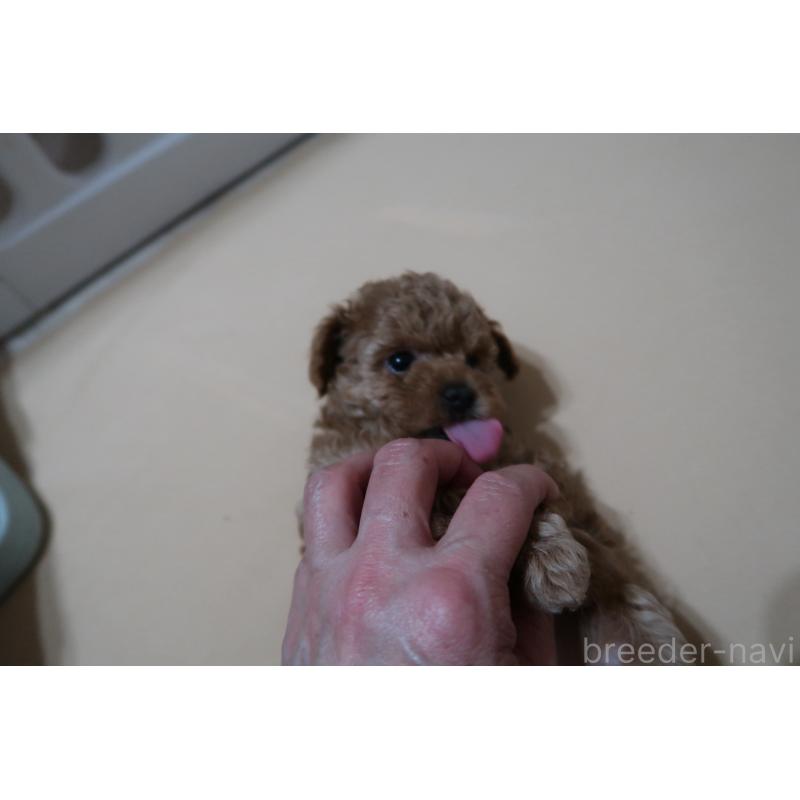 成約済の香川県のティーカッププードル-432666の2枚目