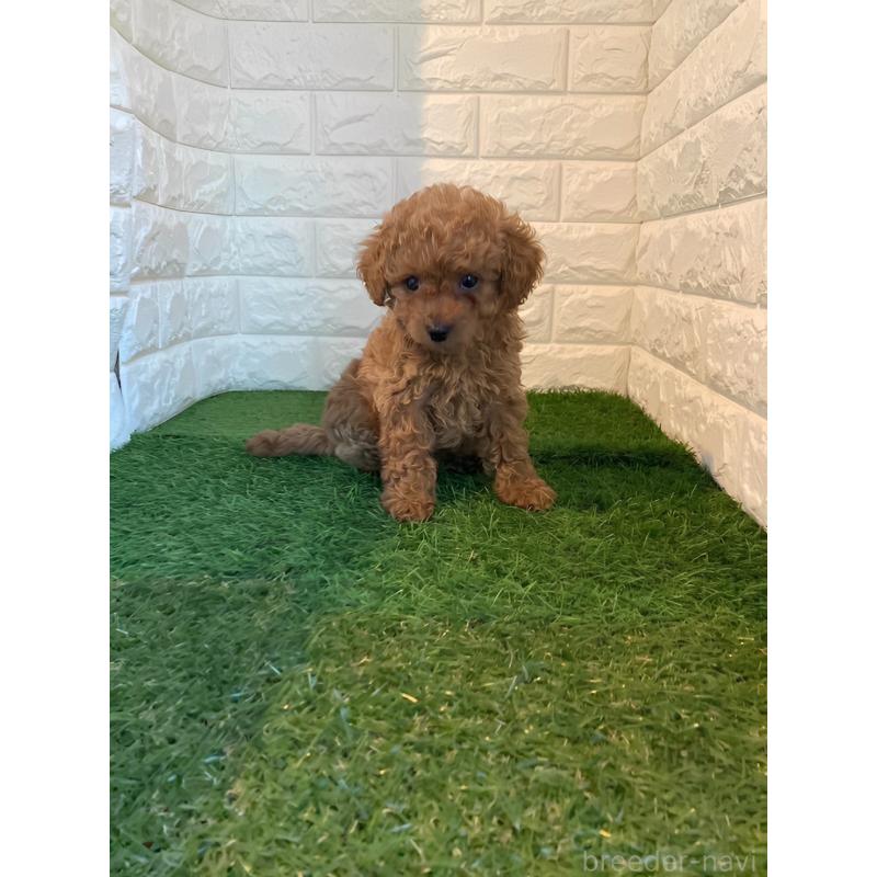 販売中の岡山県のタイニープードル-434735の7枚目