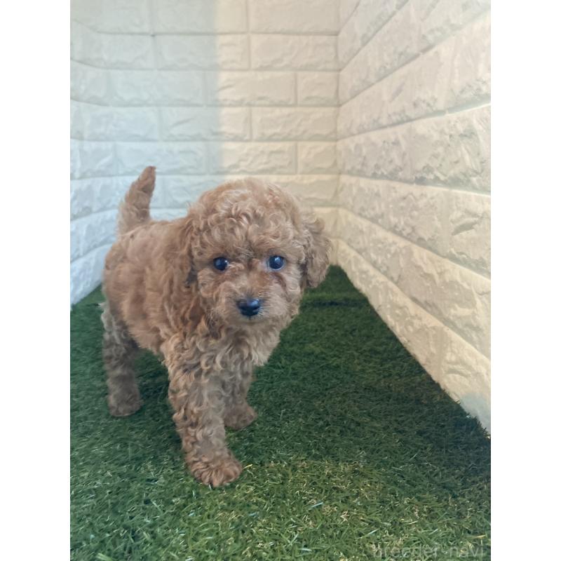 販売中の岡山県のタイニープードル-434735の6枚目