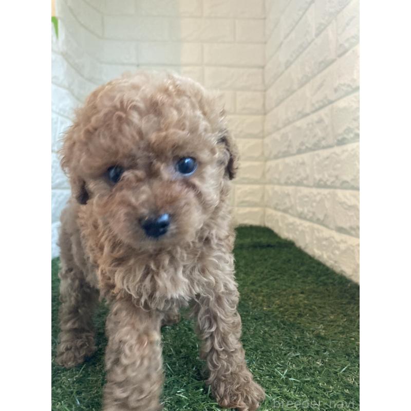 販売中の岡山県のタイニープードル-434735の5枚目