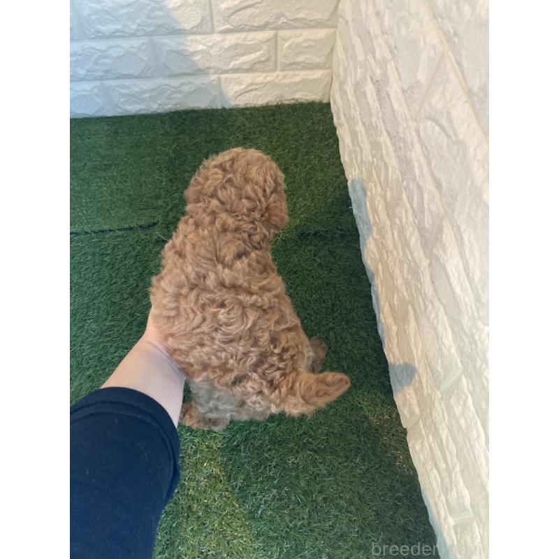 販売中の岡山県のタイニープードル-434735の3枚目