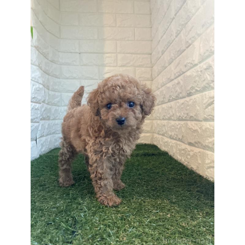 販売中の岡山県のタイニープードル-434735の2枚目