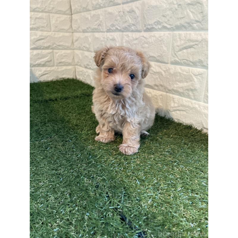 販売中の岡山県のマルプー:マルチーズ×トイプードル-434736の6枚目