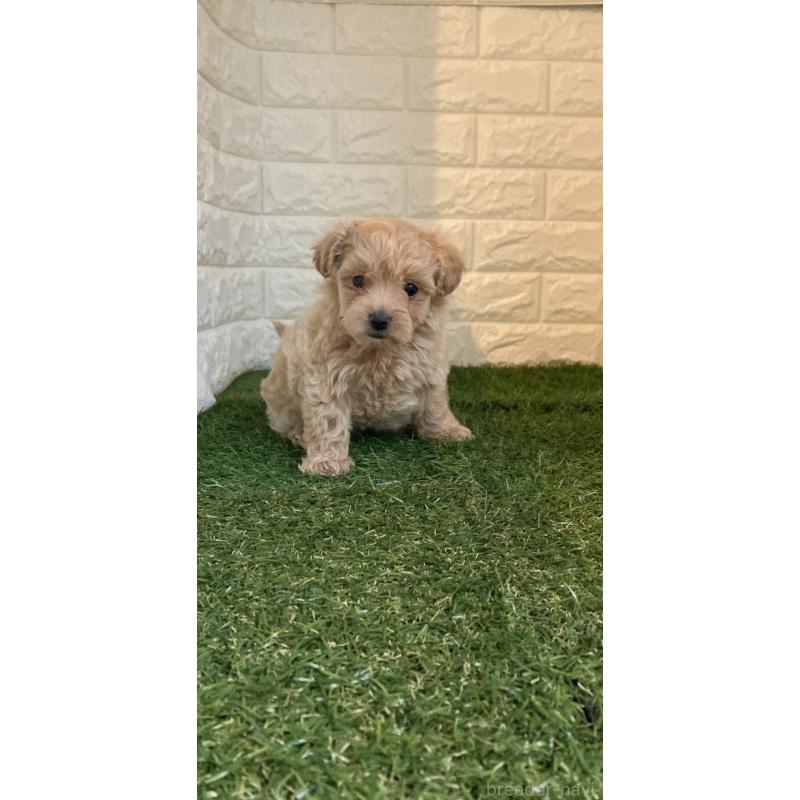 販売中の岡山県のマルプー:マルチーズ×トイプードル-434736の4枚目