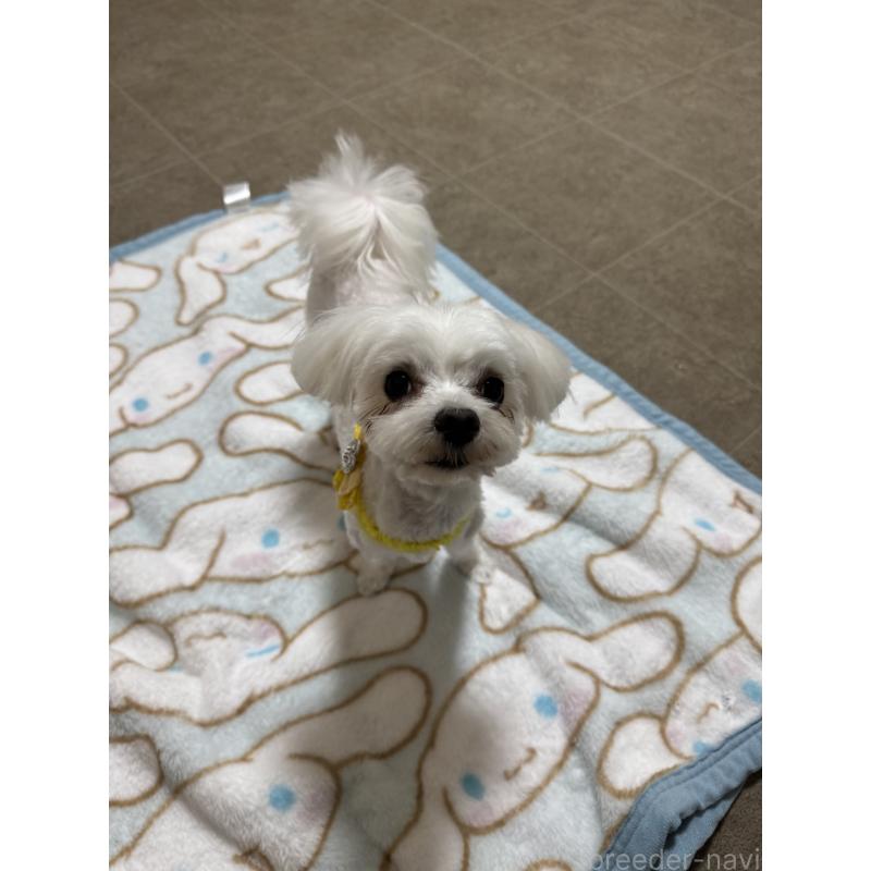 商談中の京都府のマルチーズ-429674の2枚目