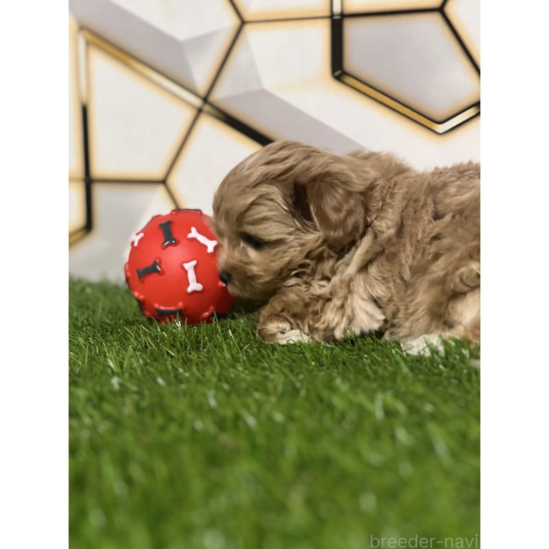 販売中の静岡県のポメマル:ポメラニアン×マルチーズ-434737の7枚目