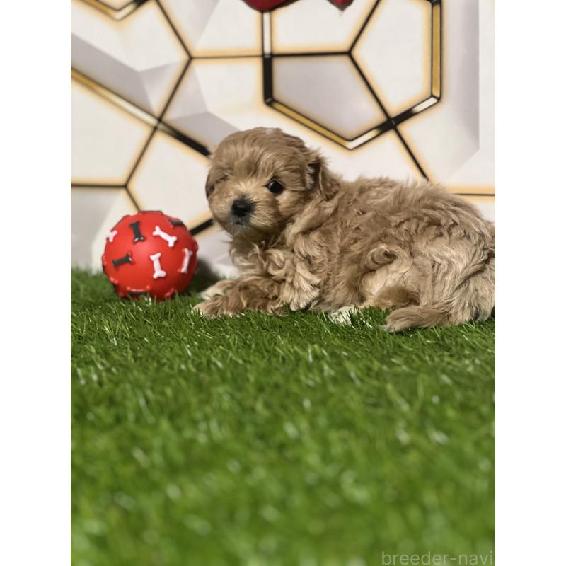 販売中の静岡県のポメマル:ポメラニアン×マルチーズ-434737の6枚目