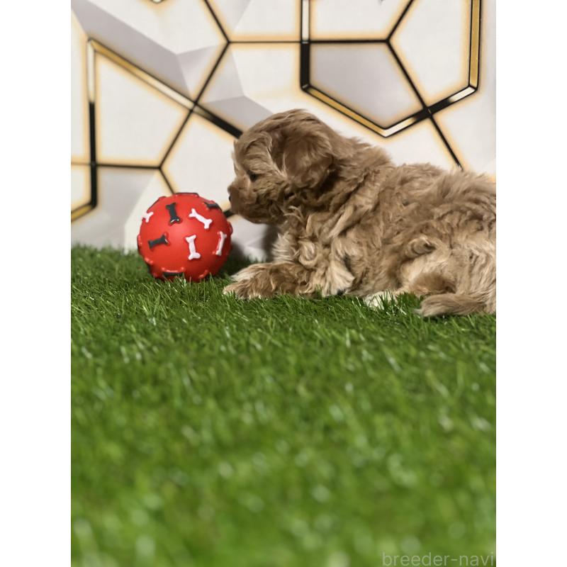 販売中の静岡県のポメマル:ポメラニアン×マルチーズ-434737の5枚目