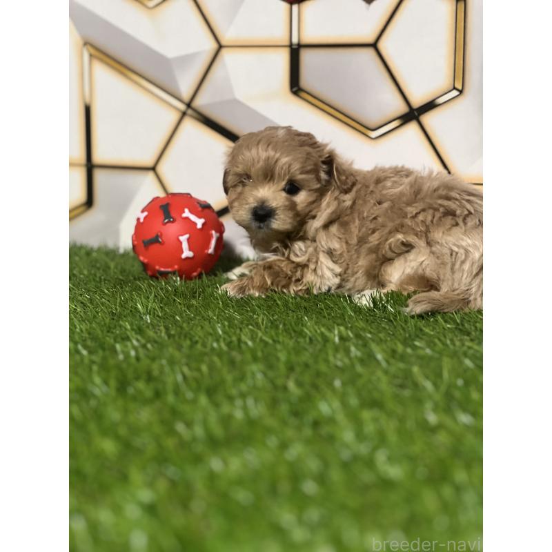 販売中の静岡県のポメマル:ポメラニアン×マルチーズ-434737の4枚目