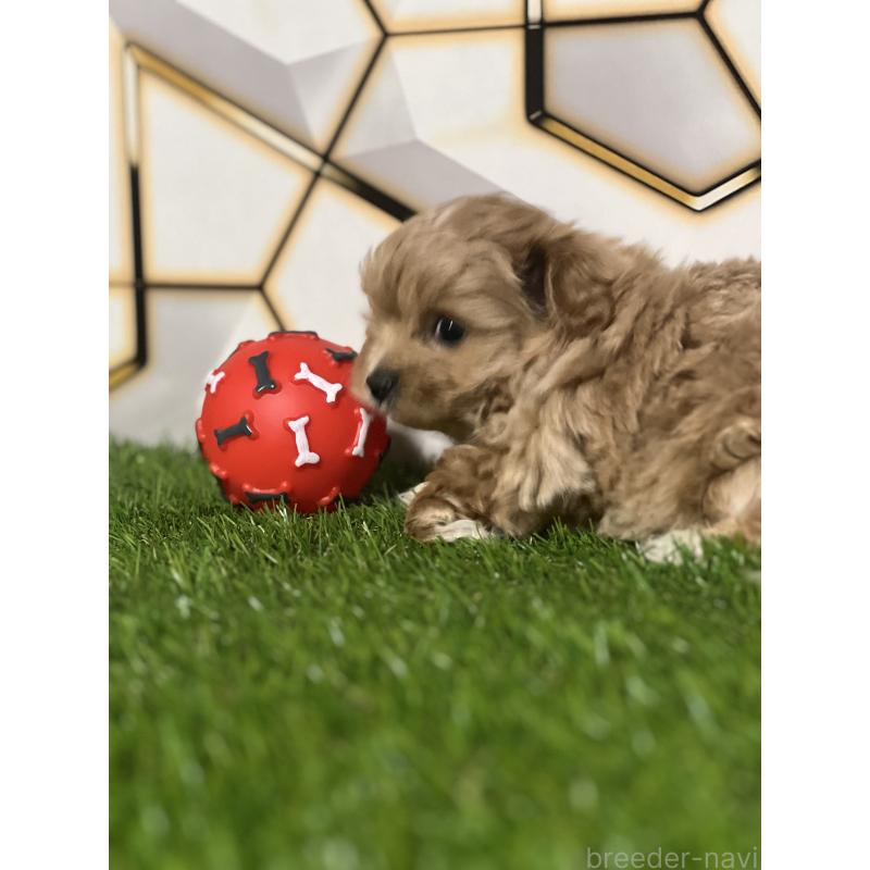 販売中の静岡県のポメマル:ポメラニアン×マルチーズ-434737の3枚目