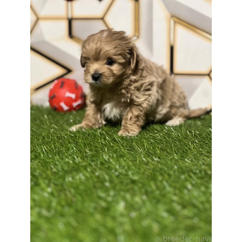 販売中の静岡県のポメマル:ポメラニアン×マルチーズ-434737の2枚目