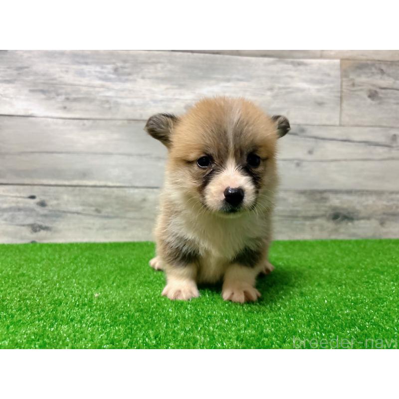 販売中の茨城県のウェルシュコーギーペンブローク-434738の2枚目