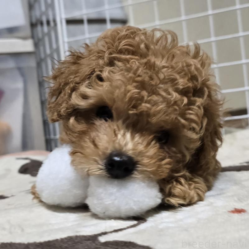 販売中の岡山県のトイプードル-425744