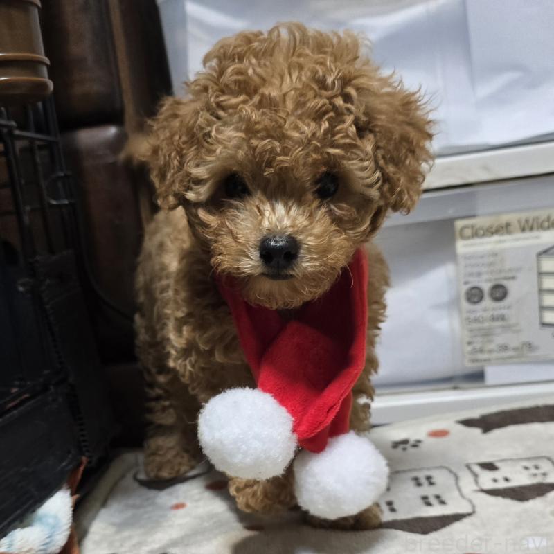 販売中の岡山県のトイプードル-425744の3枚目
