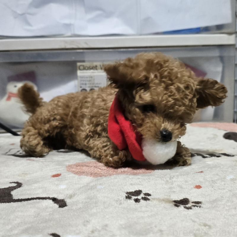 販売中の岡山県のトイプードル-425744の2枚目