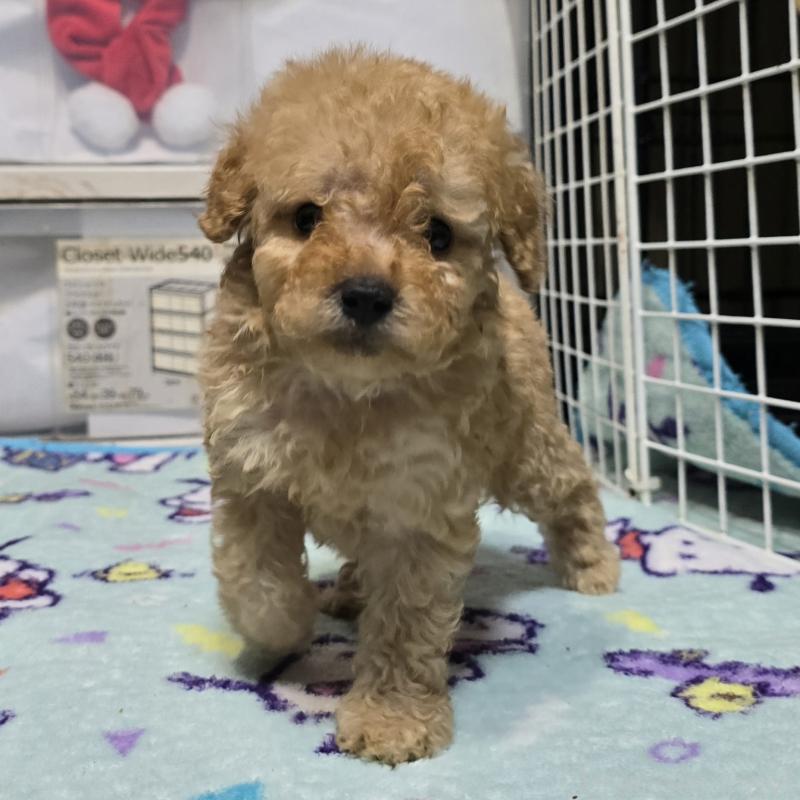 商談中の岡山県のトイプードル-430819