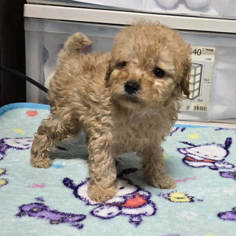 商談中の岡山県のトイプードル-430819の2枚目