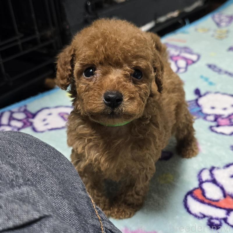 販売中の岡山県のトイプードル-430820