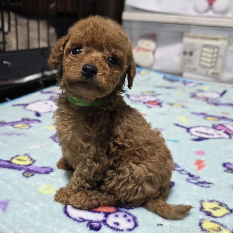 商談中の岡山県のトイプードル-430820の10枚目