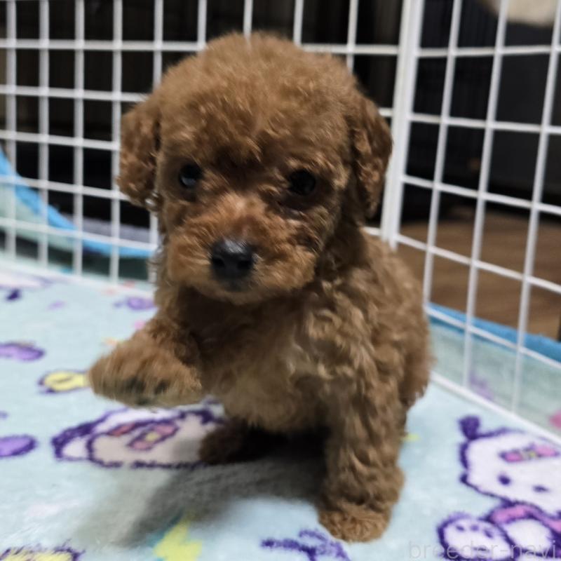 商談中の岡山県のトイプードル-430820の9枚目