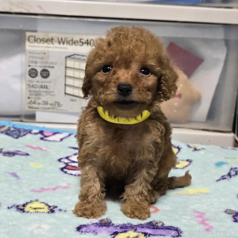 販売中の岡山県のトイプードル-430821