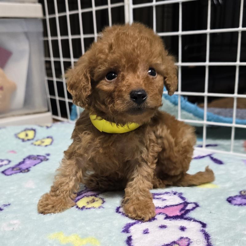 販売中の岡山県のトイプードル-430821の10枚目