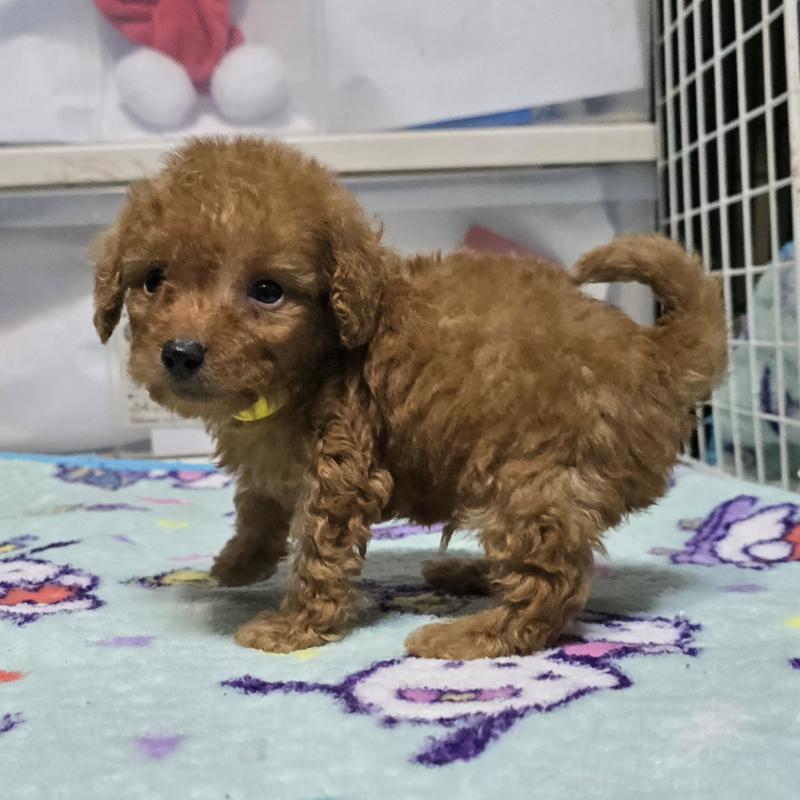 販売中の岡山県のトイプードル-430821の9枚目