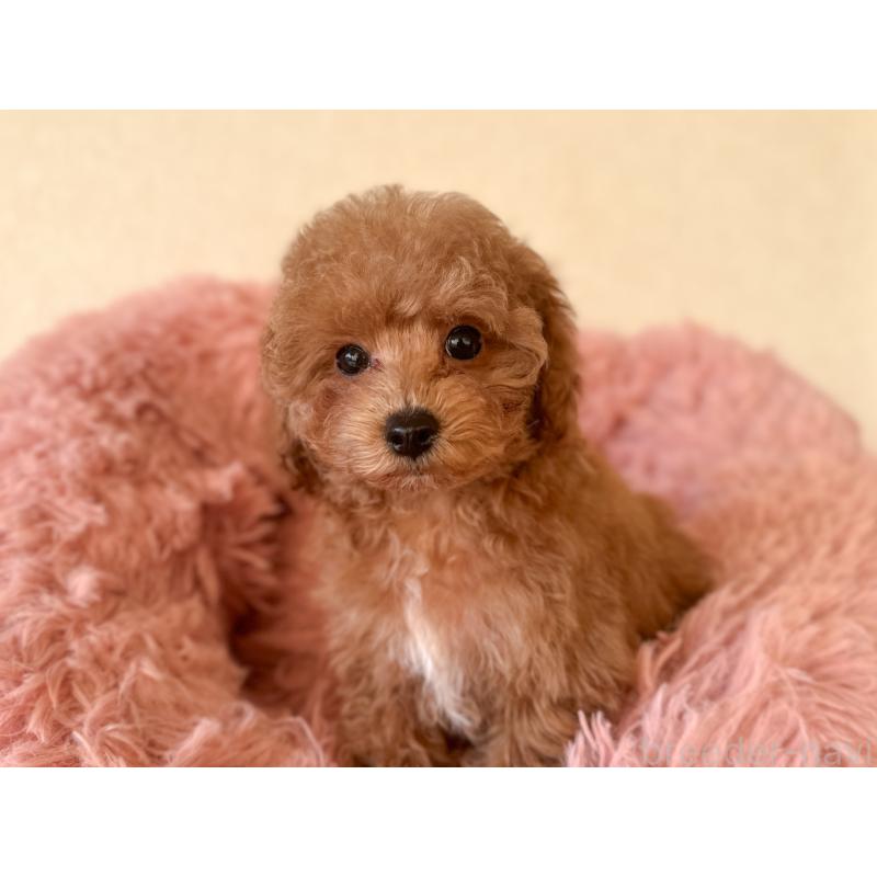 販売中の茨城県のタイニープードル-433673の3枚目