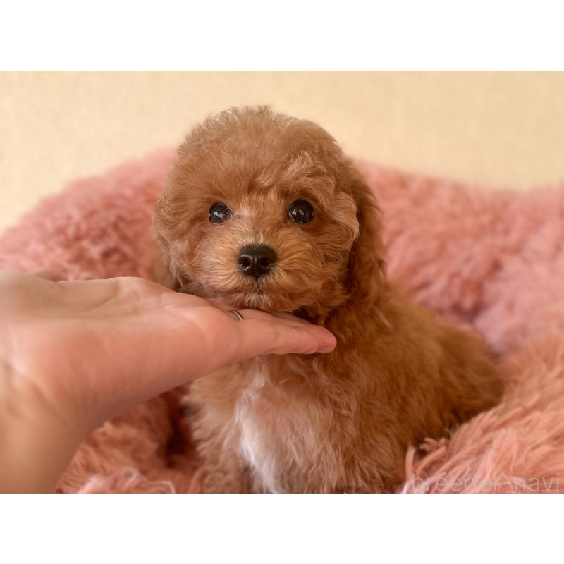 販売中の茨城県のタイニープードル-433673の2枚目