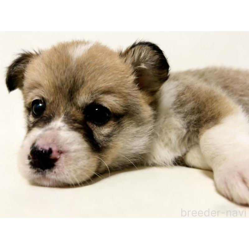 販売中の茨城県のウェルシュコーギーペンブローク-434739の2枚目