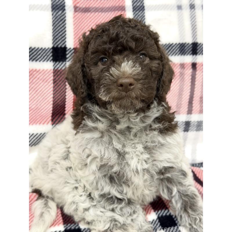 販売中の群馬県のロマーニャウォータードッグ(ラゴット)-434740の8枚目