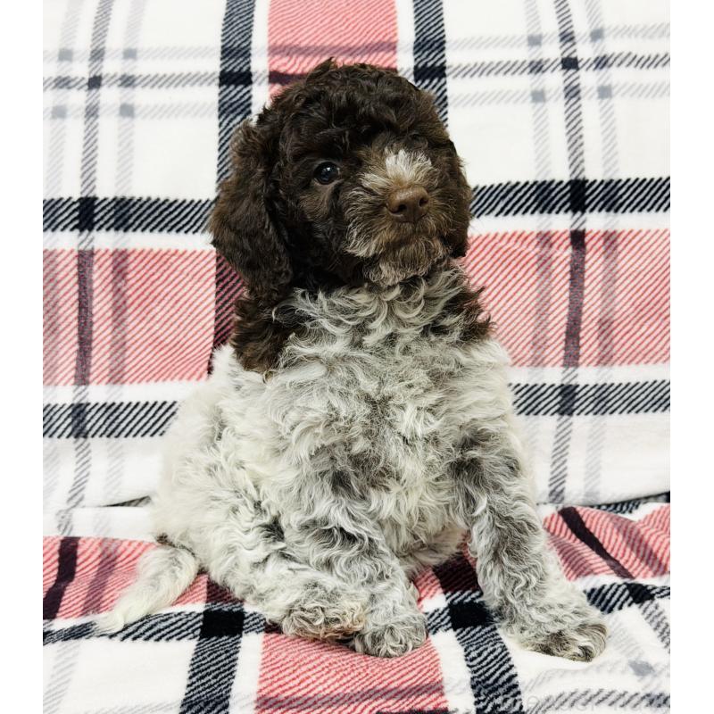 販売中の群馬県のロマーニャウォータードッグ(ラゴット)-434740の7枚目