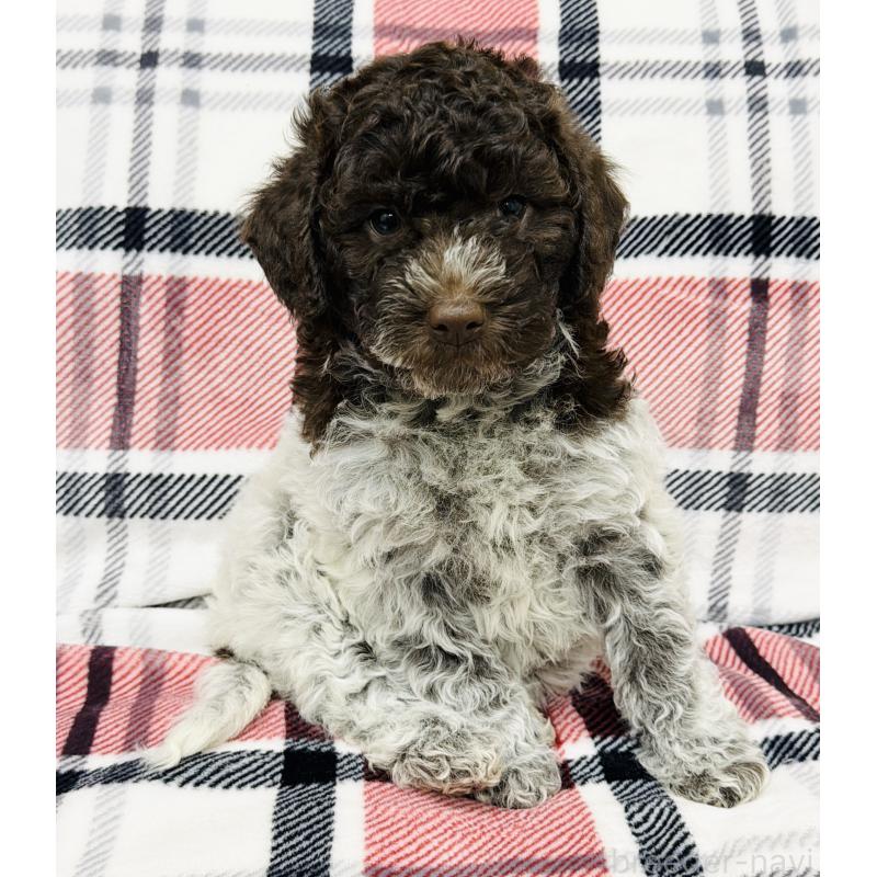 販売中の群馬県のロマーニャウォータードッグ(ラゴット)-434740の6枚目