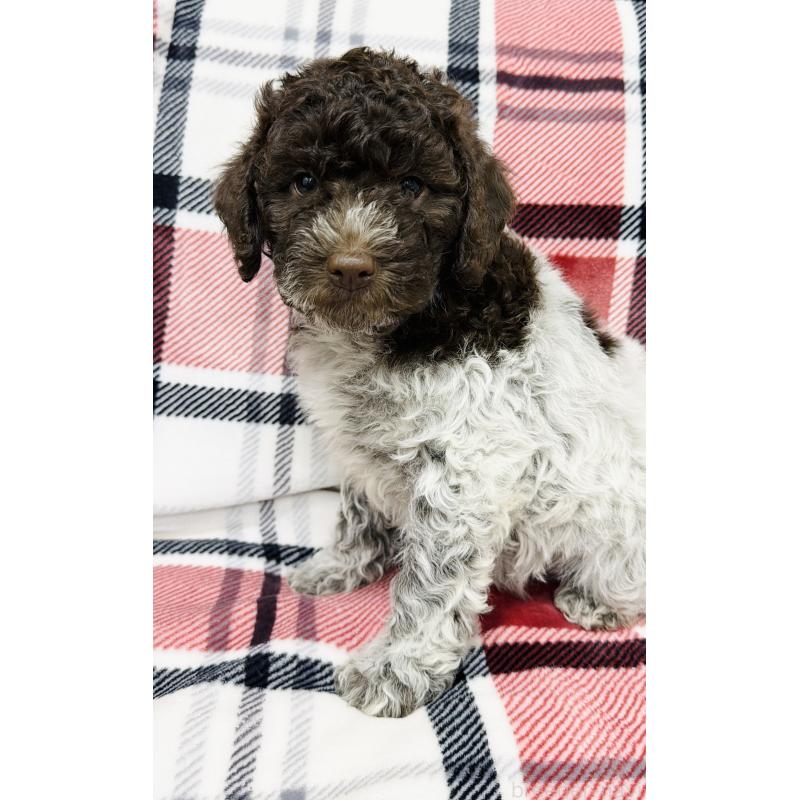 販売中の群馬県のロマーニャウォータードッグ(ラゴット)-434740の5枚目