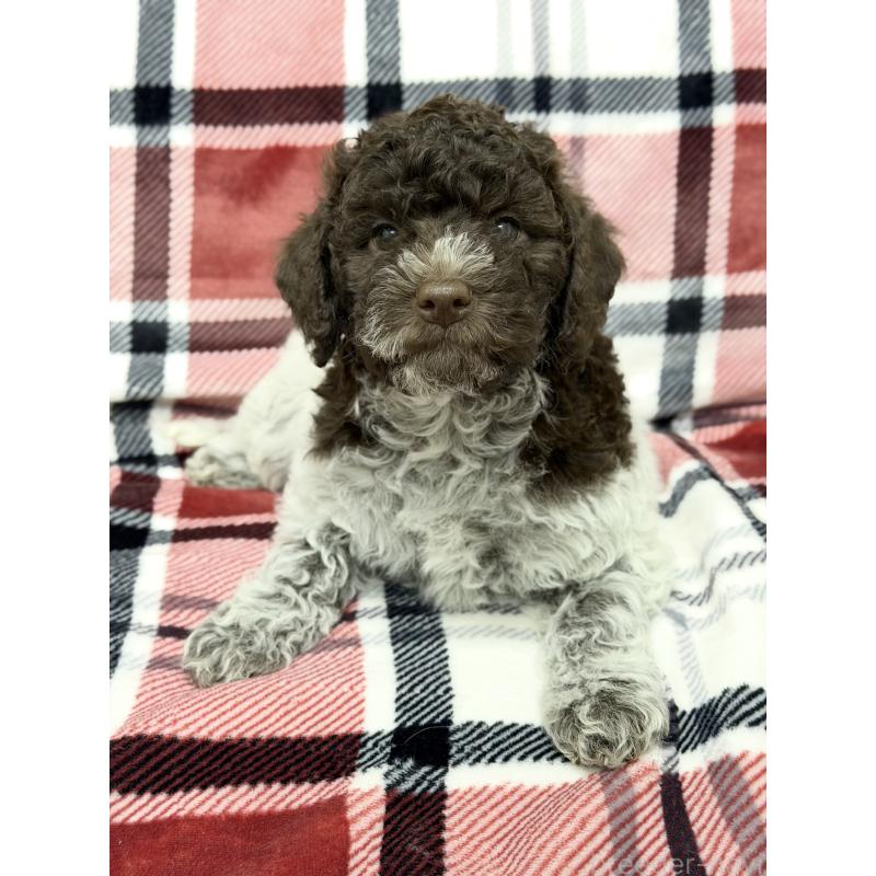 販売中の群馬県のロマーニャウォータードッグ(ラゴット)-434740の4枚目