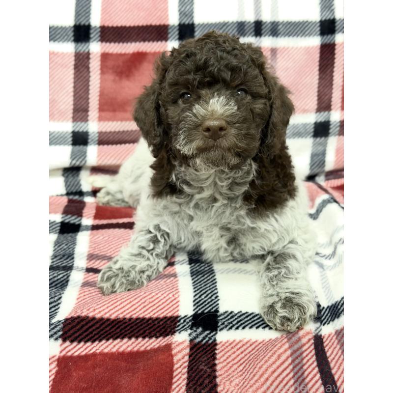 販売中の群馬県のロマーニャウォータードッグ(ラゴット)-434740の3枚目