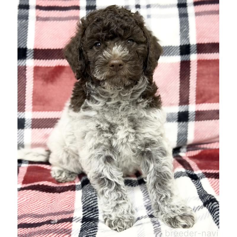 販売中の群馬県のロマーニャウォータードッグ(ラゴット)-434740の2枚目