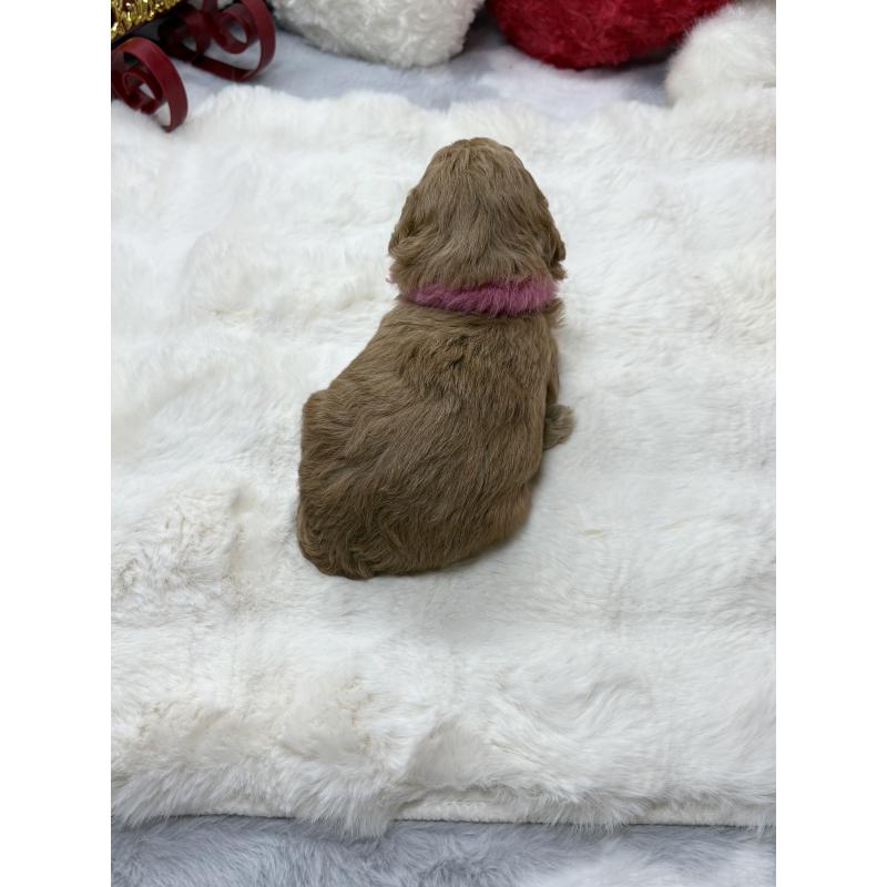 販売中の福岡県のトイプードル-434744の4枚目