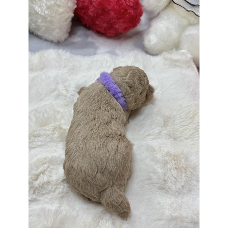 販売中の福岡県のトイプードル-434749の3枚目