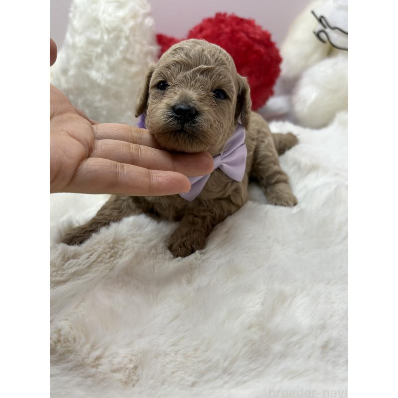 販売中の福岡県のトイプードル-434749の2枚目