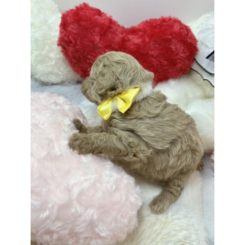 販売中の福岡県のトイプードル-434750の3枚目