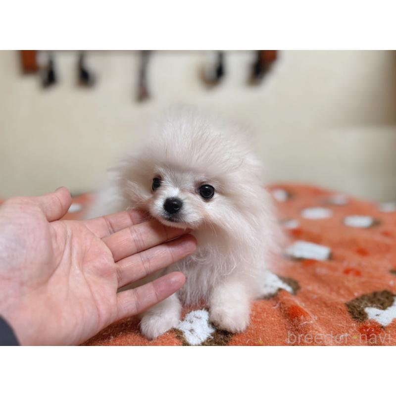 販売中の青森県のポメラニアン-431279の6枚目