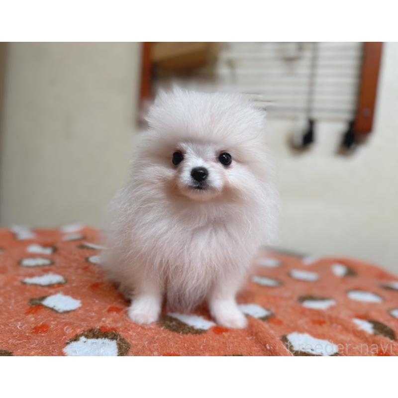 販売中の青森県のポメラニアン-431279の5枚目