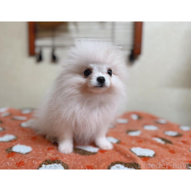 販売中の青森県のポメラニアン-431279の4枚目