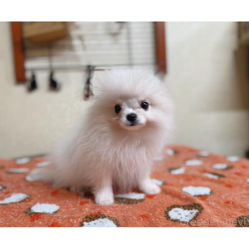 販売中の青森県のポメラニアン-431279の3枚目