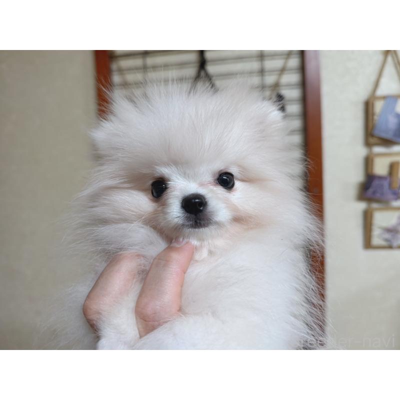 販売中の青森県のポメラニアン-431279の2枚目