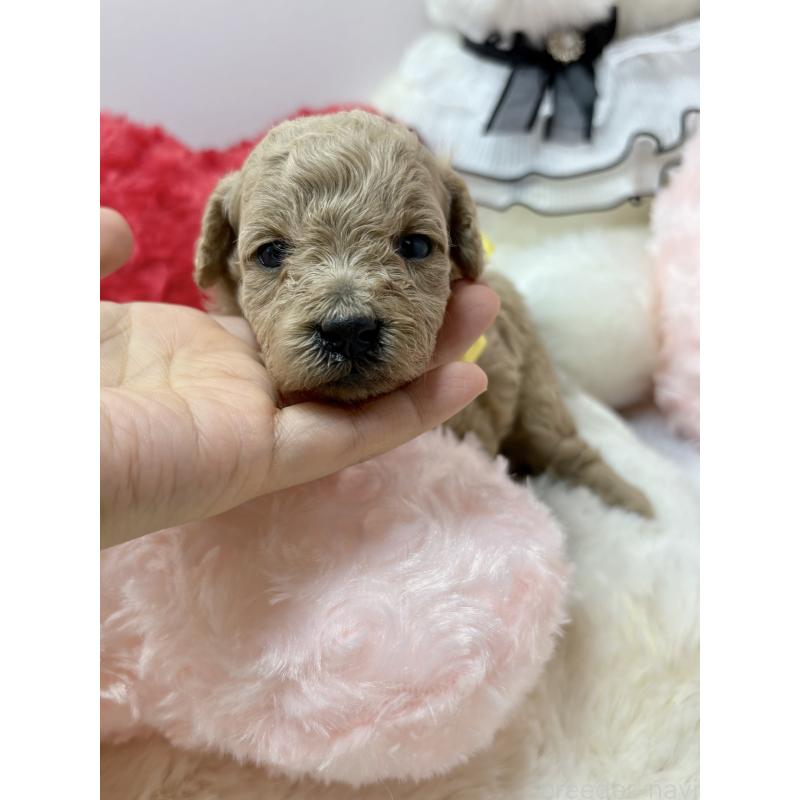 販売中の福岡県のトイプードル-434750の2枚目