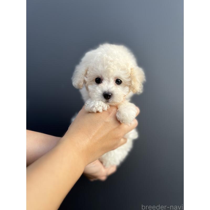 販売中の愛媛県のトイプードル-434751の7枚目